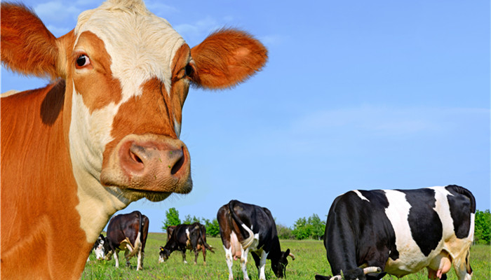 ɽ�|���ȳ��_�������ݟo��